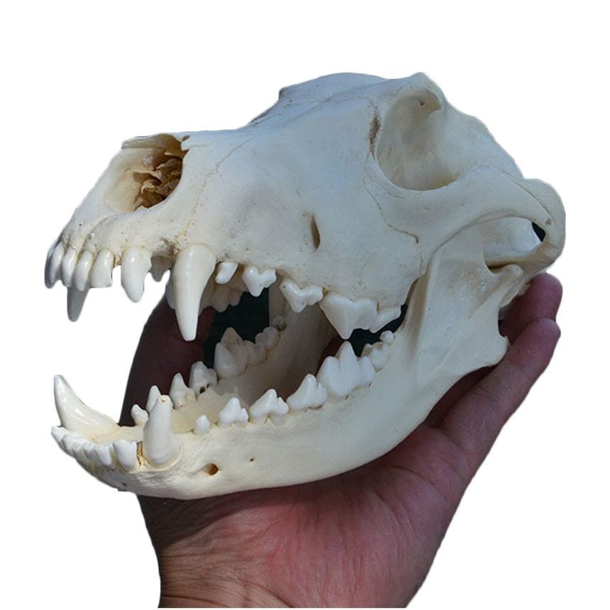 Real Animal Dog Skull Specimen Dog Head Skeleton Natural Teeth Bone Specimen Model Taxidermy Supplies Art Bone Vet Medicin... Real Animal Dog Skull Specimen Dog Head Skeleton Natural Teeth Bone Specimen Model Taxidermy Supplies Art Bone Vet Medicin...