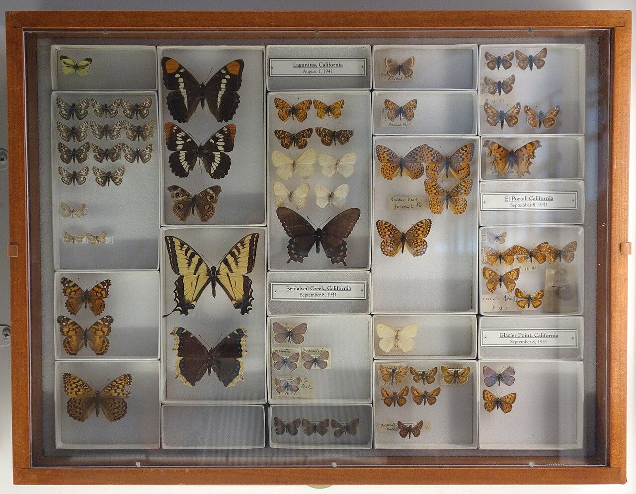 Butterflies collected by Vladimir Nabokov in California in 1941.