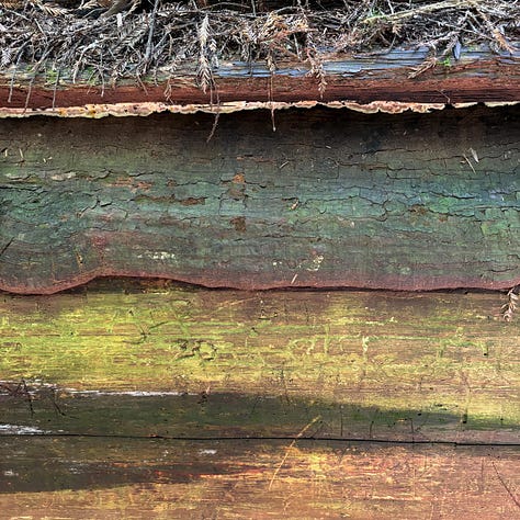 close up of redwood tree bark in varying shades of brown and green