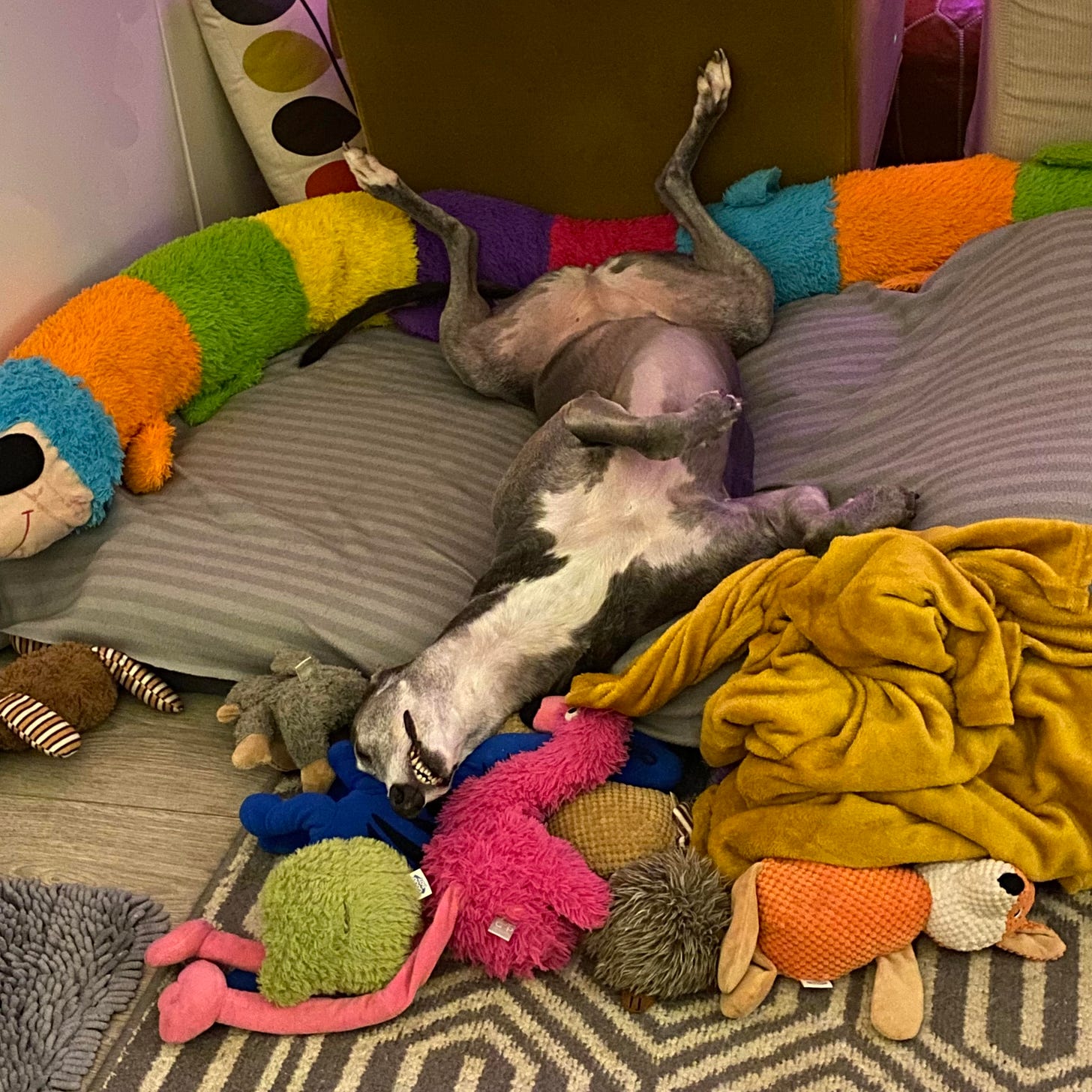 A photo of a blue female greyhound with a white bib lying (roaching) on her back on her bed surrounded by cuddly toys, a large caterpillar and blankets. Her legs are in the air and her head is upside down with her teeth showing, she is fast asleep
