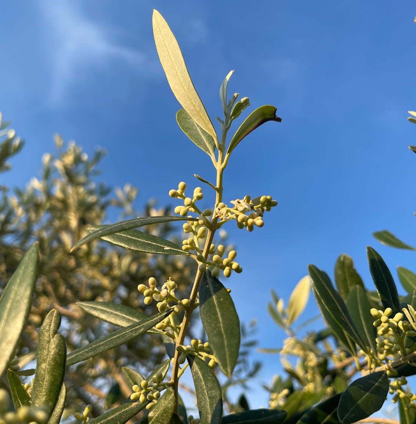 Olive Inflorescence and Pollination: How an Olive Tree ...