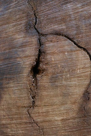 Close-up of a tree trunk with visible rings and deep cracks. The rough texture and earthy brown color dominate the image.