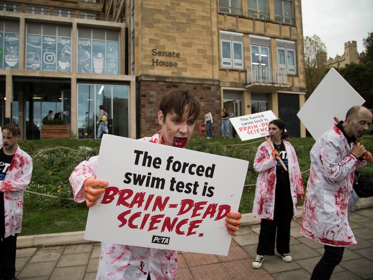 PETA protests at University of Bristol dressed as 'zombie scientists' |  Bristol Live