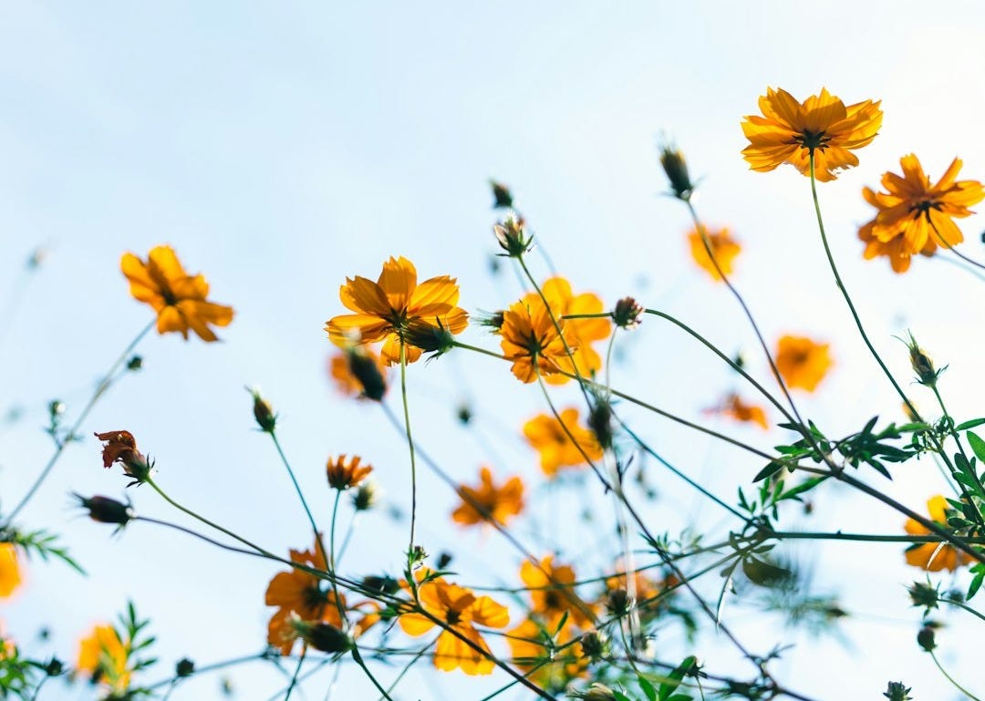 close shot of yellow flowers close shot of yellow flowers