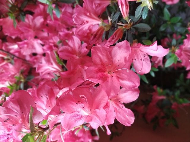 A bunch of pink flowers clustered together on the left corner with the right corner leaving some gap.