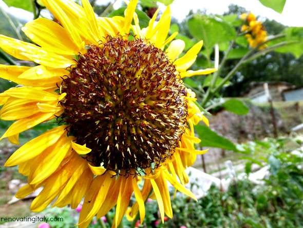 orto sunflower
