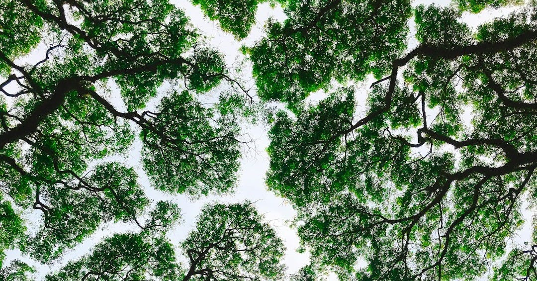 low-angle photo of green trees low-angle photo of green trees