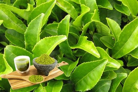 How to Grow Matcha Green Tea at Home | Home Gardening Tips