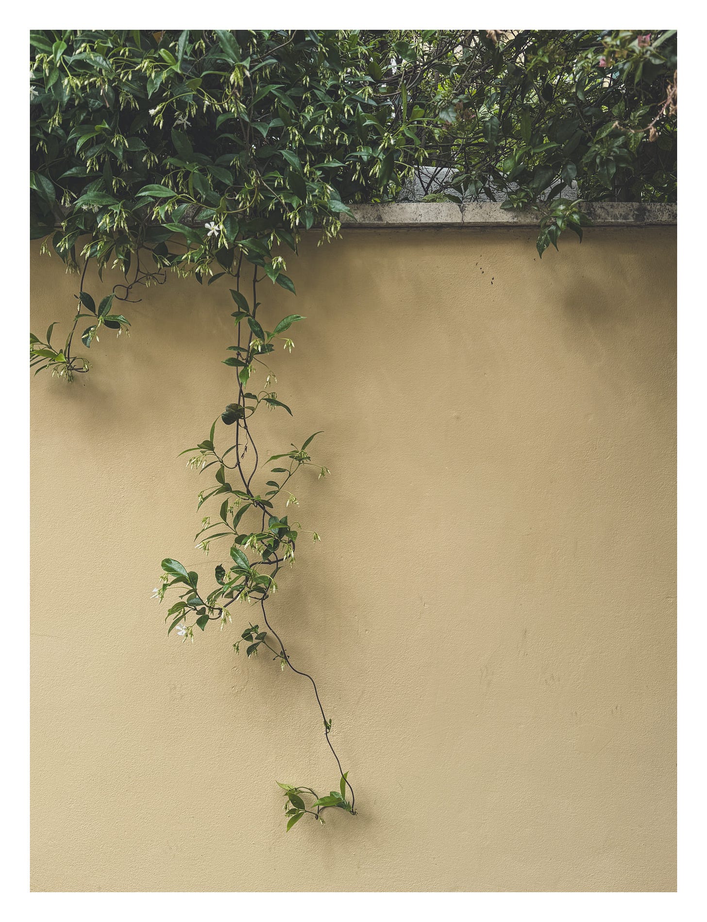 A delicate jasmine vine reaching across a textured wall, capturing a quiet moment of natural growth against an ochre wall.