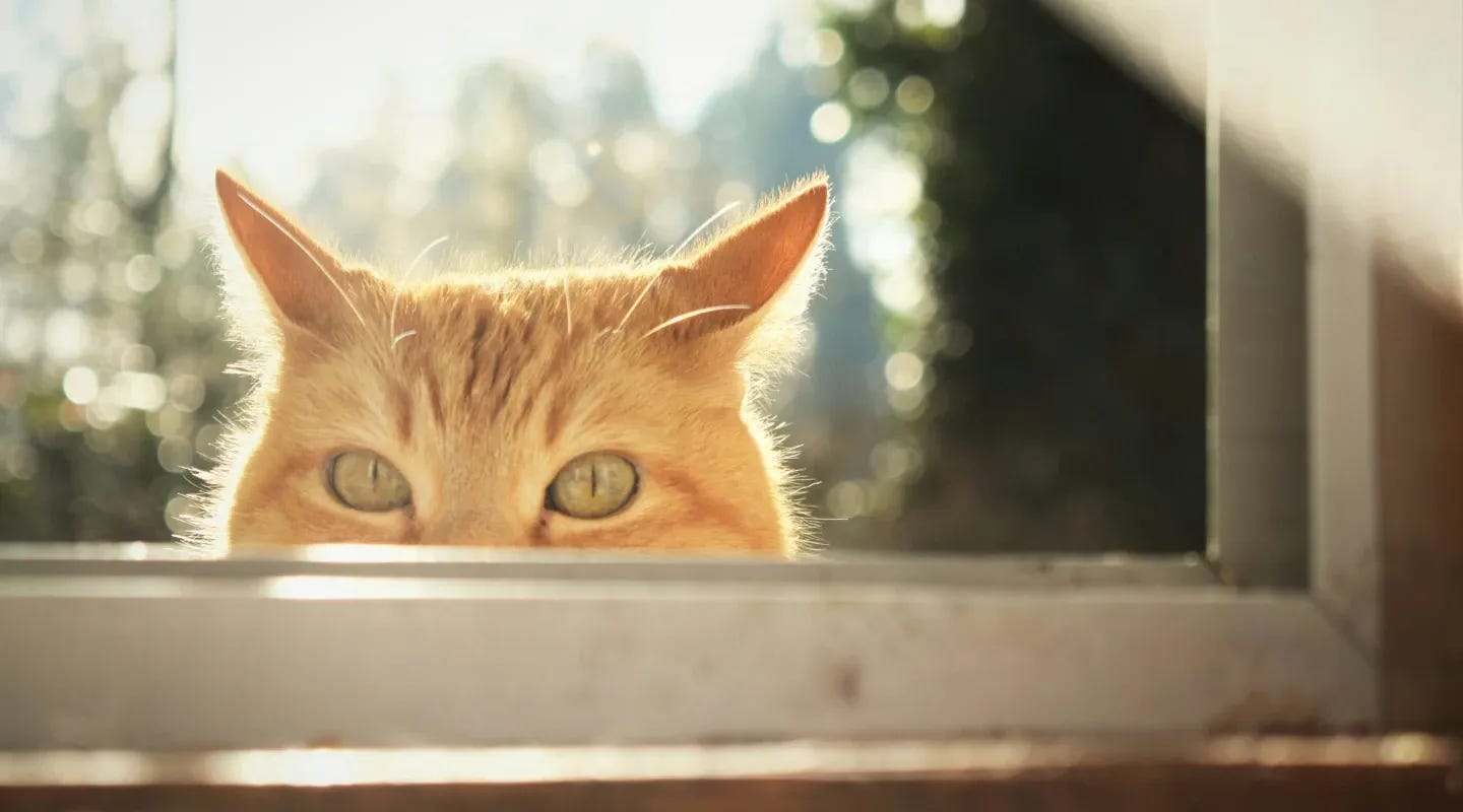 Gato asomado por una ventana