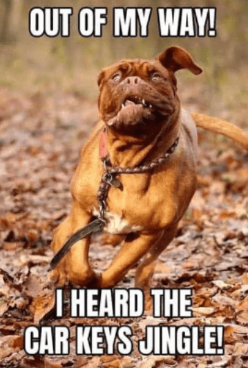 Some Funny Dog Memes