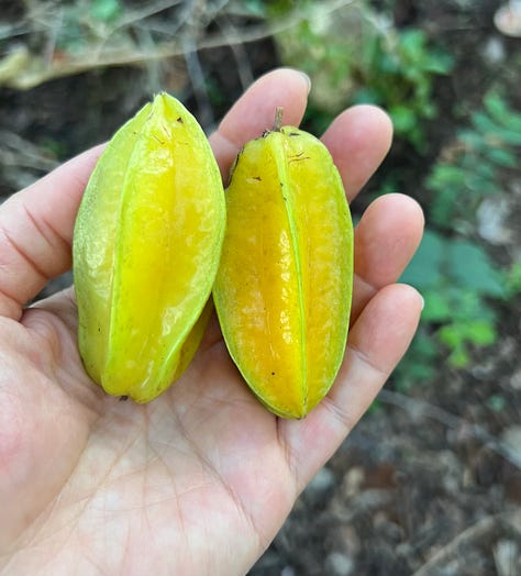 tropical fruit