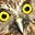 The Owl Hive's avatar