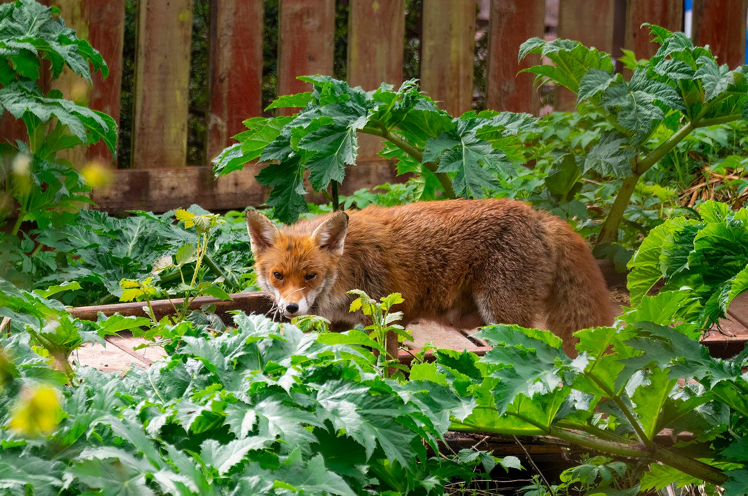 Photo of a female red fox standing on a wooden panel surrounded by vegetation