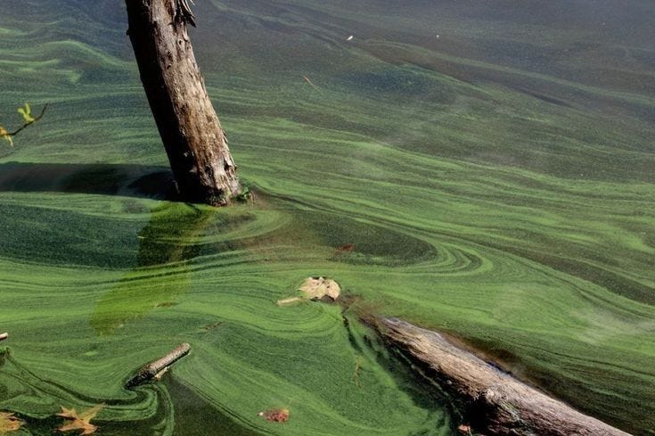 swamp fallen tree