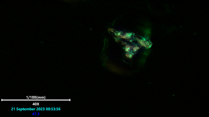 Laser scanning microscopy of hydrogel polymerizing in to a structure from inside the center of the gel area.