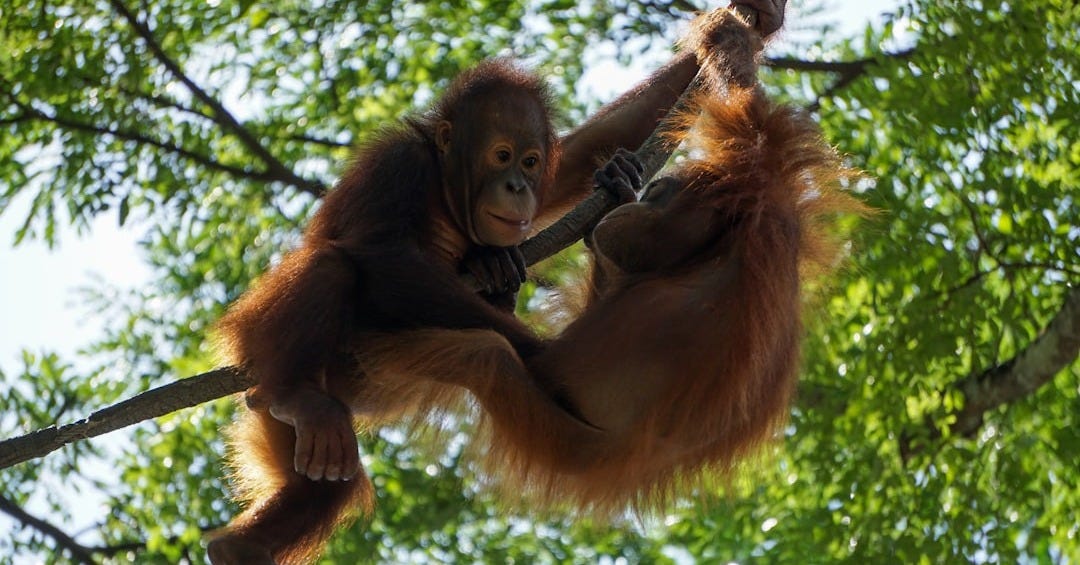 two brown monkeys on tree branch during daytime