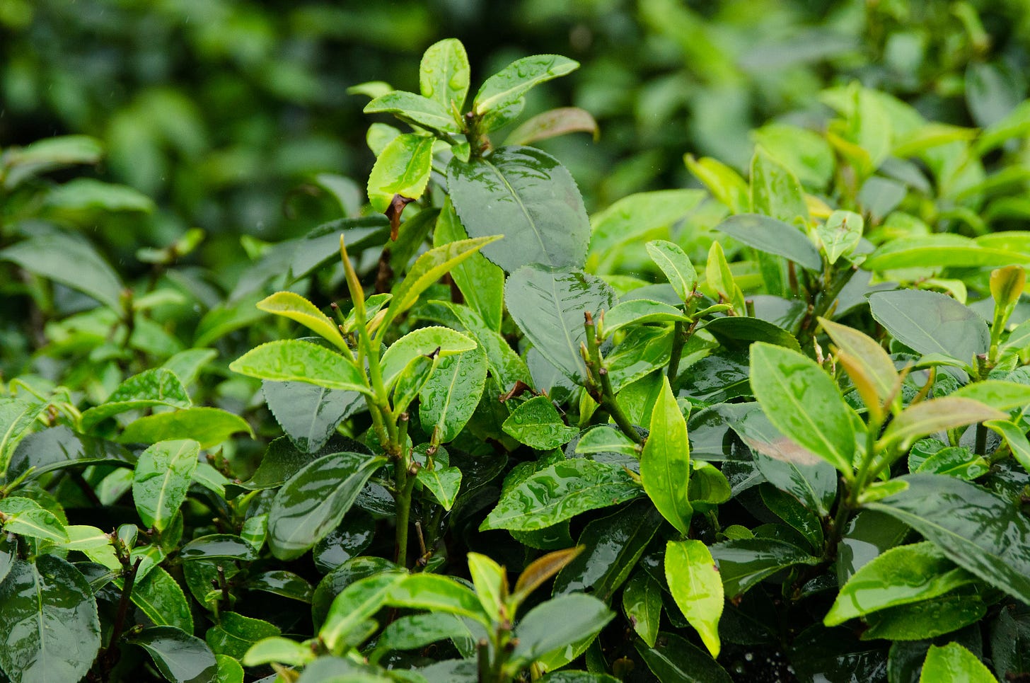 ID: Young tea shoots