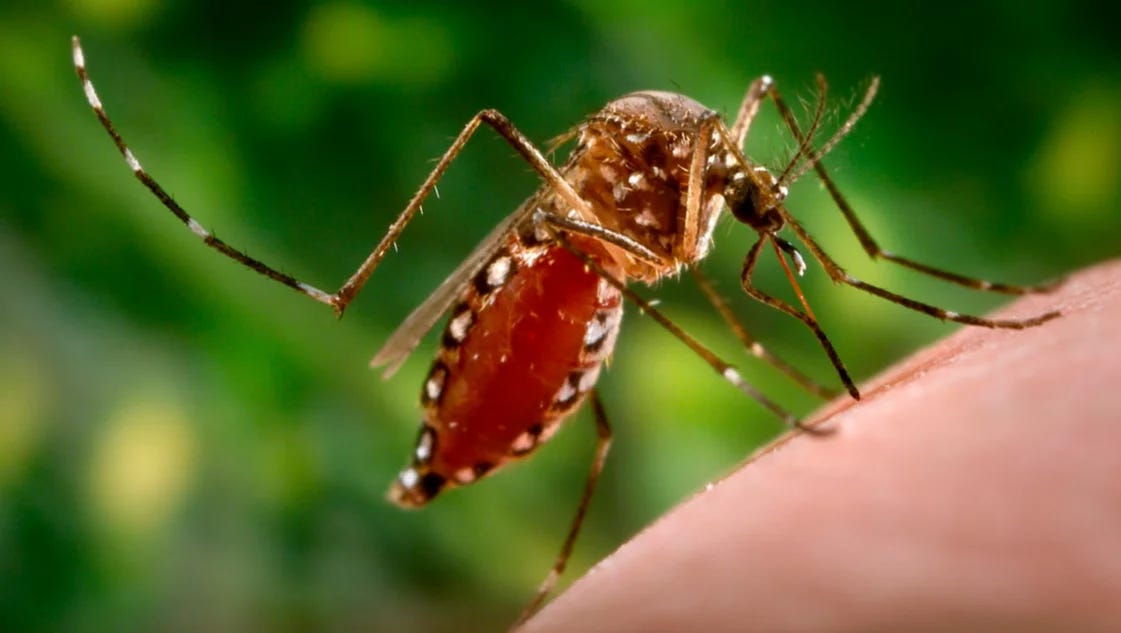 Confirman que en Bahía no hay casos de dengue y piden prevenir