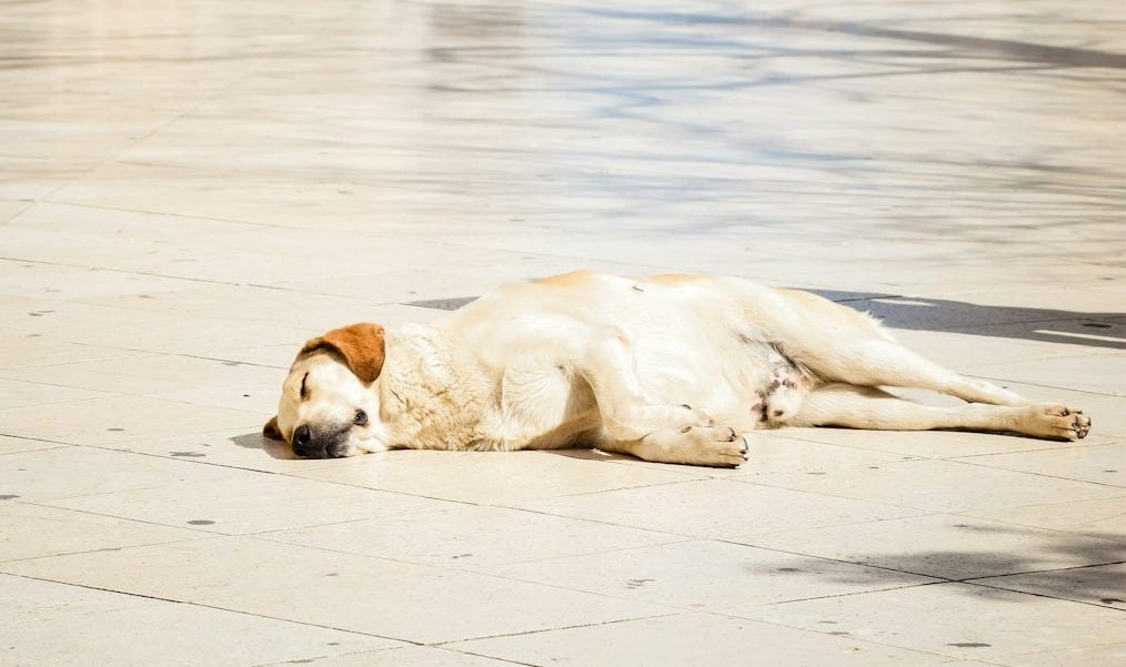 a white dog laying on the ground in a plaza