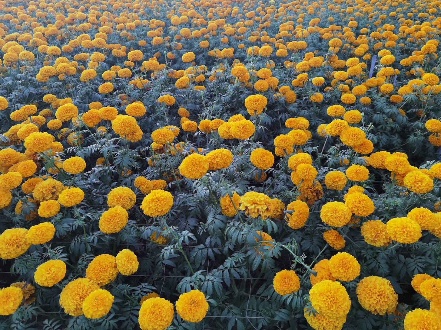 field with yellow flowers