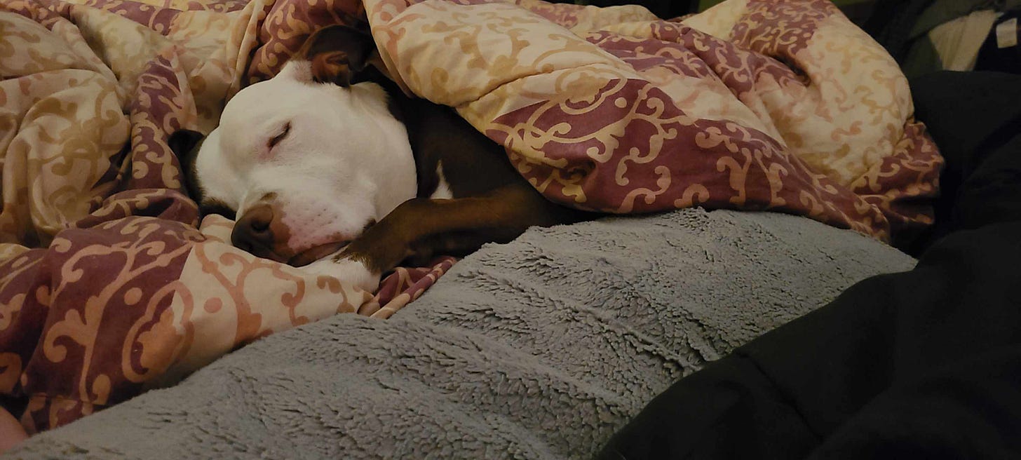 Dog sleeping on a bed under covers.