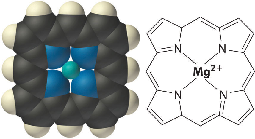 Picture credits: [Chlorin ring] (n.d.). [picture]. https://users.highland.edu/~jsullivan/principles-of-general-chemistry-v1.0/s25-05-the-s-block-elements-in-biolog.html.