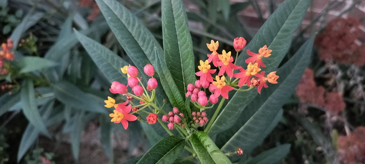 butterfly weed