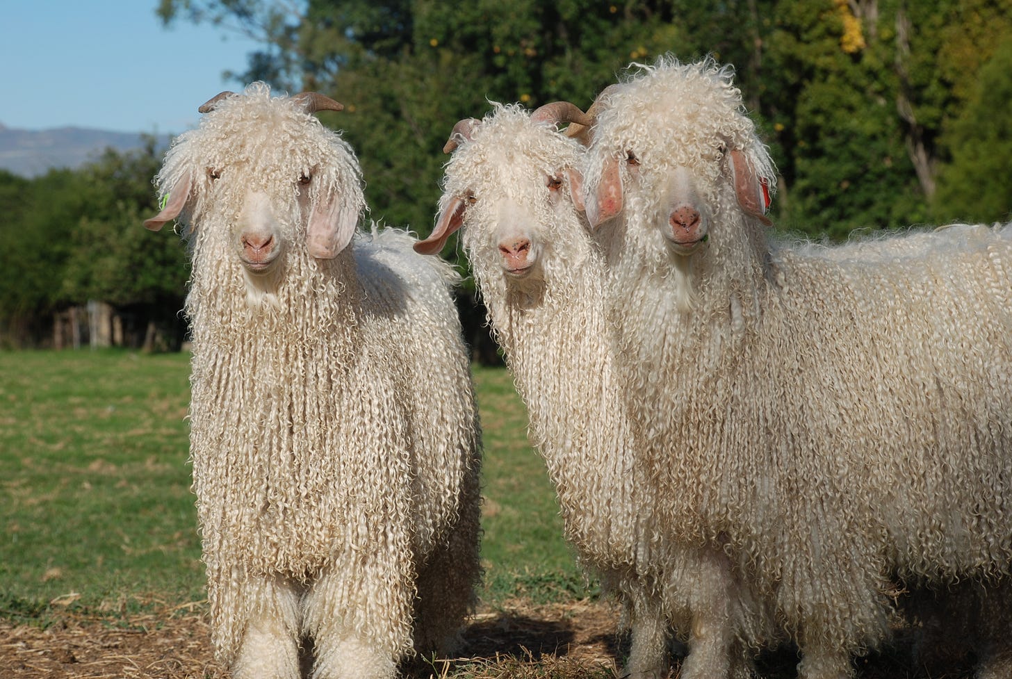 The Story of Our Mohair. - William Halstead - The Finest Manufacturers of  British Mohair