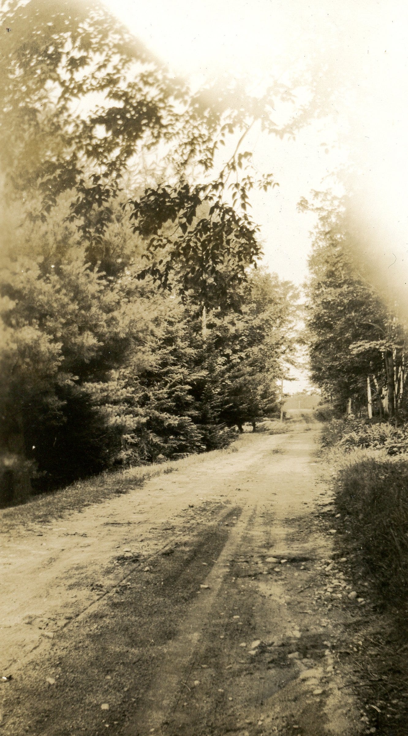 dirt road with trees