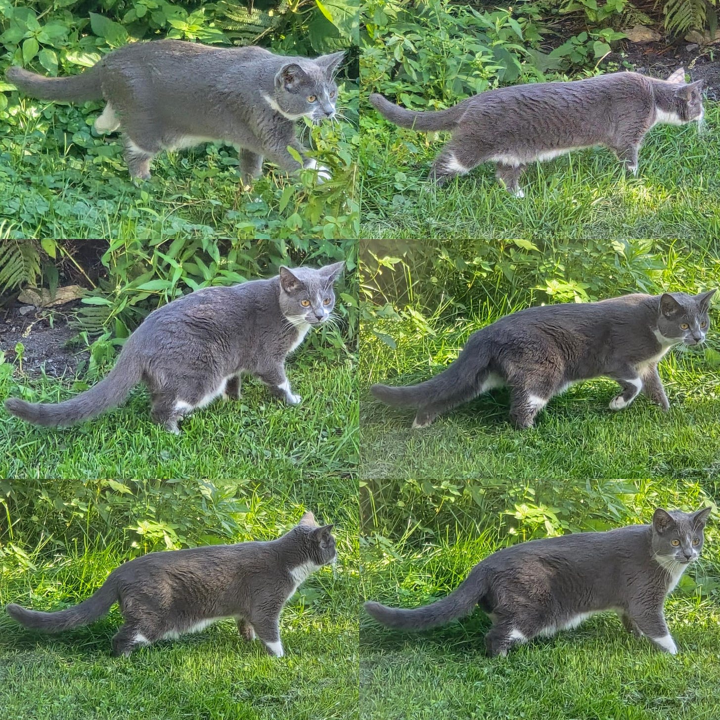 A six photo collage of a mostly gray cat with white feet and underside walking through the greenery in a yard.