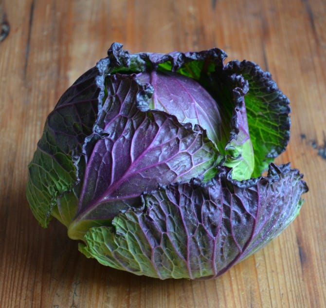 The Ultimate Cabbage Grow Guide - by Bailey Van Tassel