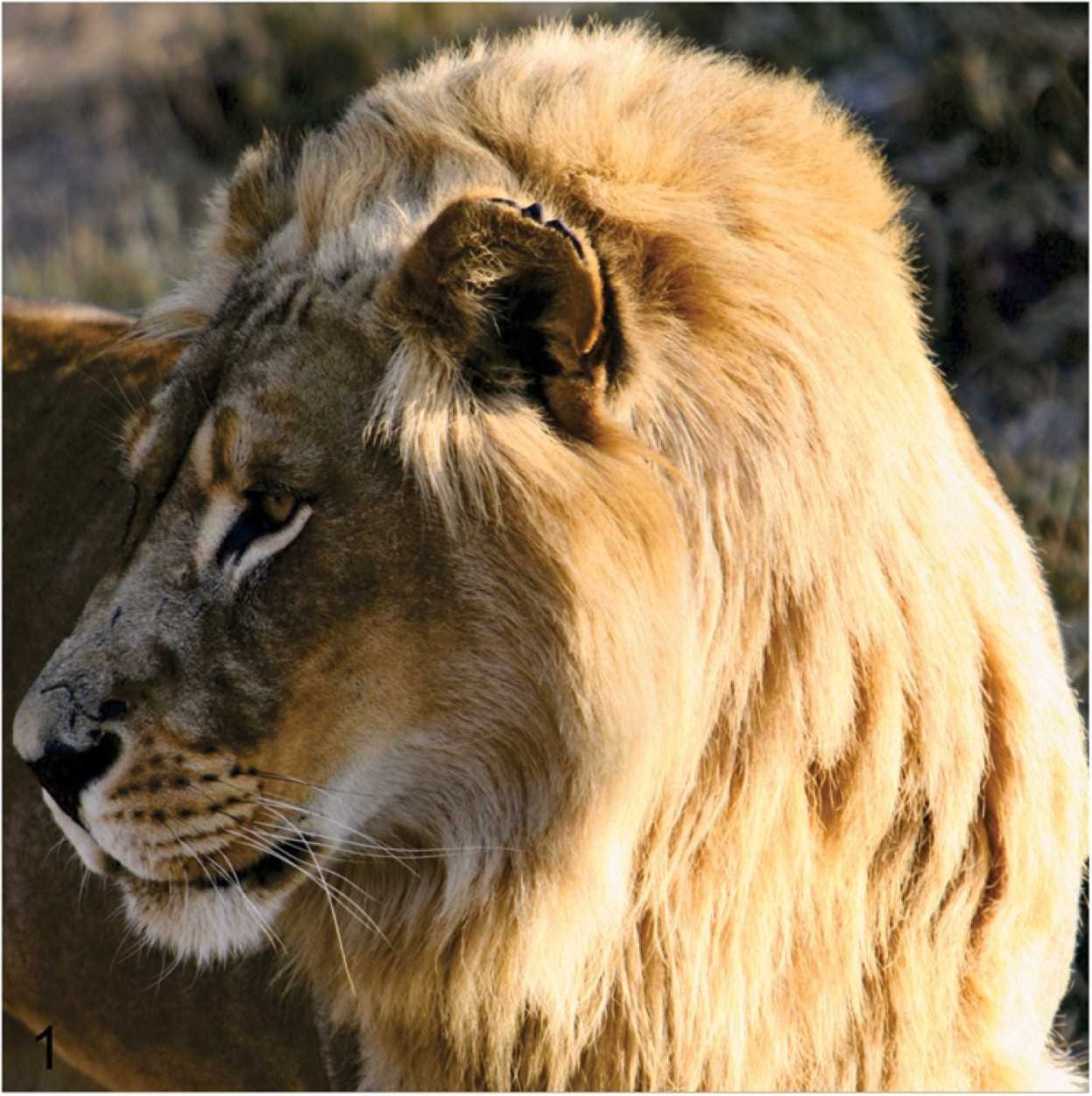 a lioness with a mane a lioness with a mane