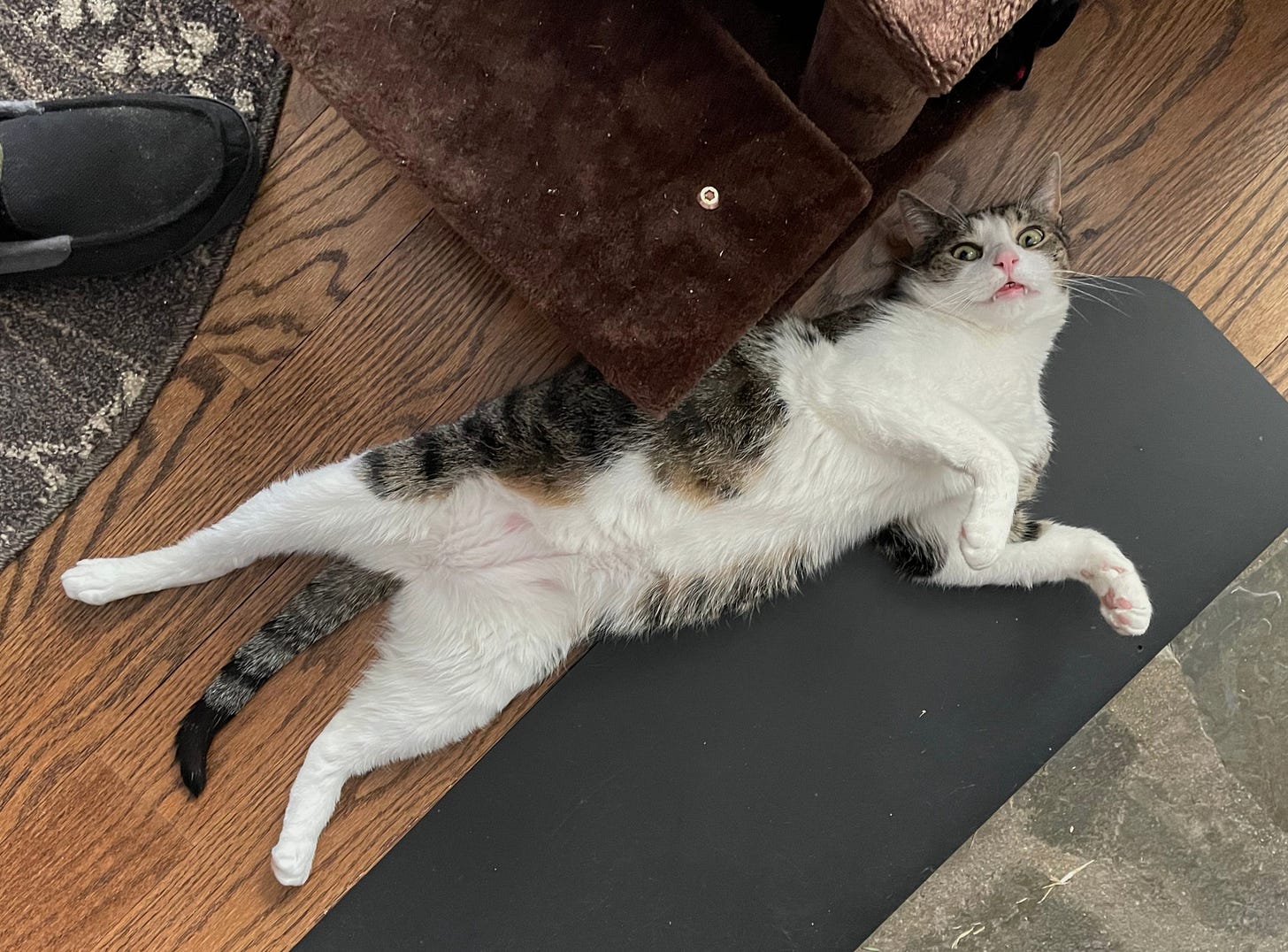 Fritz is lying on their back on the floor, spread out with feet in the air, looking up with an adorable expression.