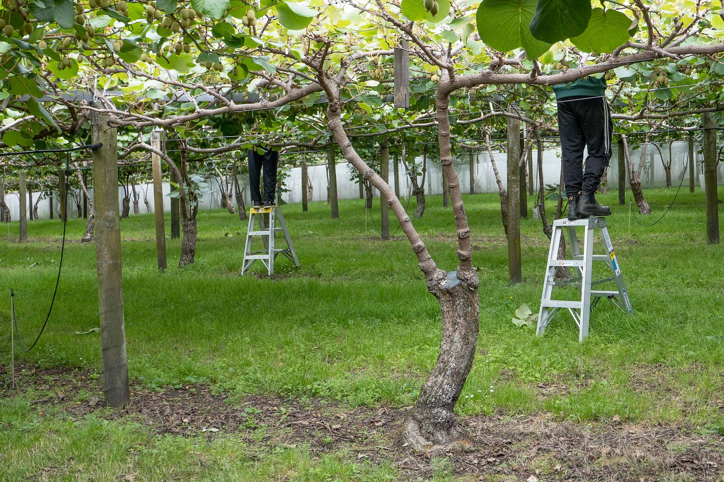 Two pairs of legs on low step ladders, their bodies disappearing above the canopy of vines.