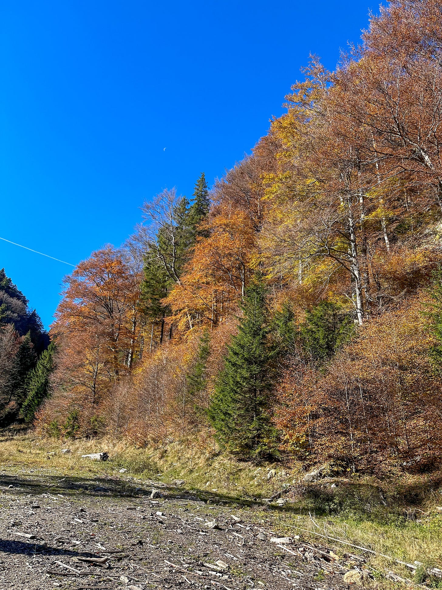 Walking along the dirt road in the forest
