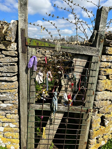 Ancient elms, clootie making and tying, Bride's Well, Parkinson's ME garden, Springline Path, Blackthorns, The first damson blossom at home.