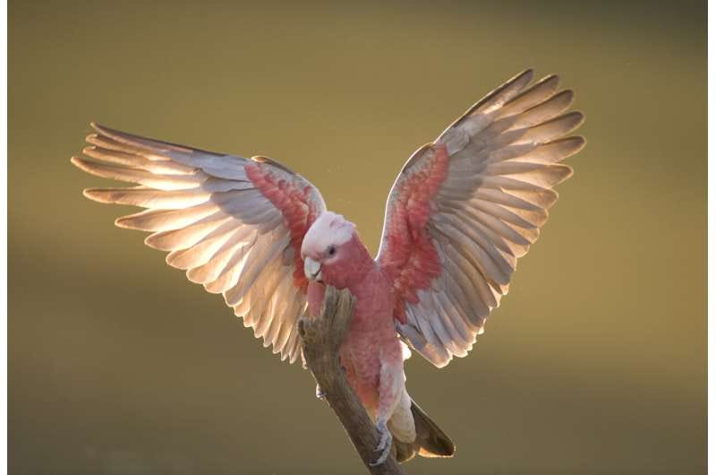 Do birds enjoy flying? Do birds enjoy flying?