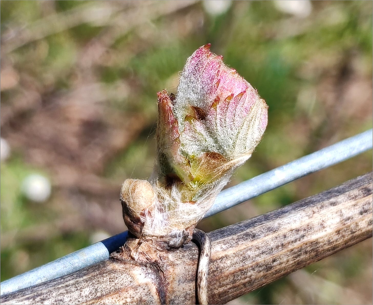 Bud break Vintage 2025 at Amalie Robert Estate.