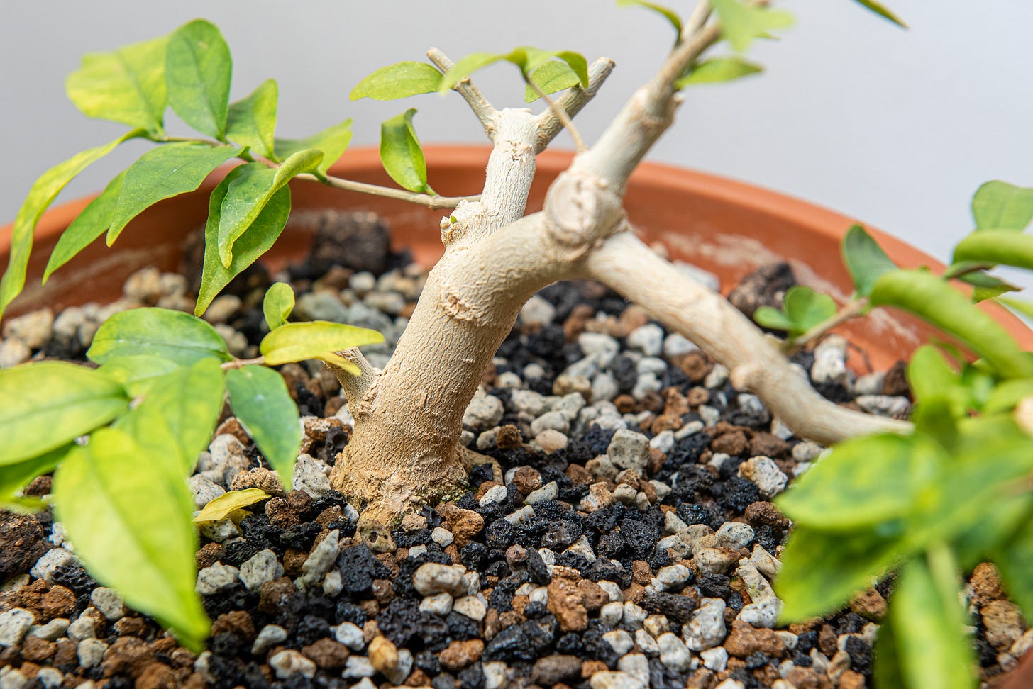 ID: Water jasmine bonsai tree, pruned