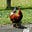 Not a chicken's avatar