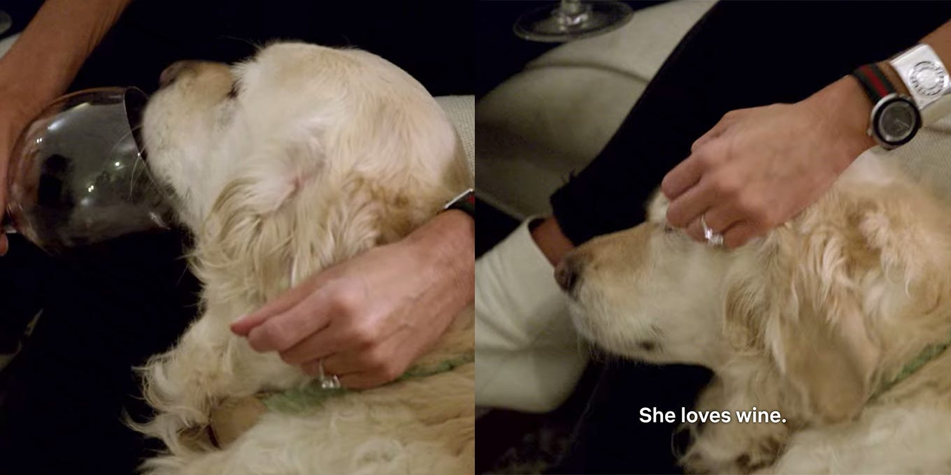 Image shows two frames - first frame shows a large golden retriever lapping from Jessica’s wine glass, the second shows Jessica patting the dog’s head while saying ‘she loves wine’ Image shows two frames - first frame shows a large golden retriever lapping from Jessica’s wine glass, the second shows Jessica patting the dog’s head while saying ‘she loves wine’