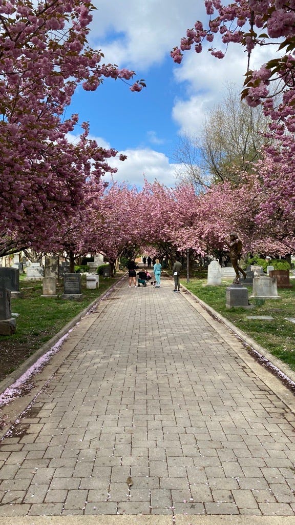 An image of one of the walkways in the Congressional Cemetery with cherry blossoms in full bloom along it. There are people stretching in the middle of the walkway.