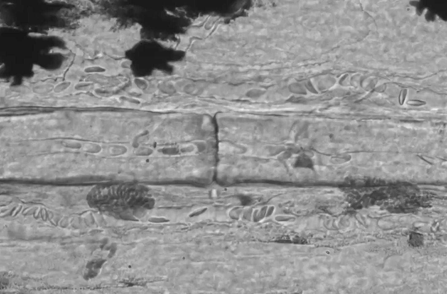 Click the image to view the video on X. This is a high-resolution video of circulating blood.