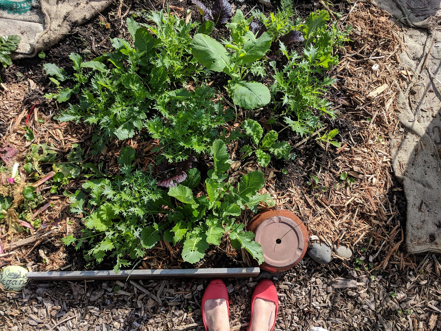 standing above a garden plot of mild winter greens