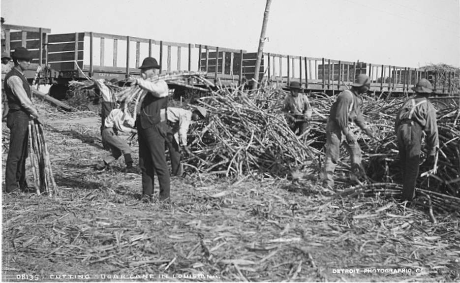 A group of men harvesting sugarcane

AI-generated content may be incorrect.