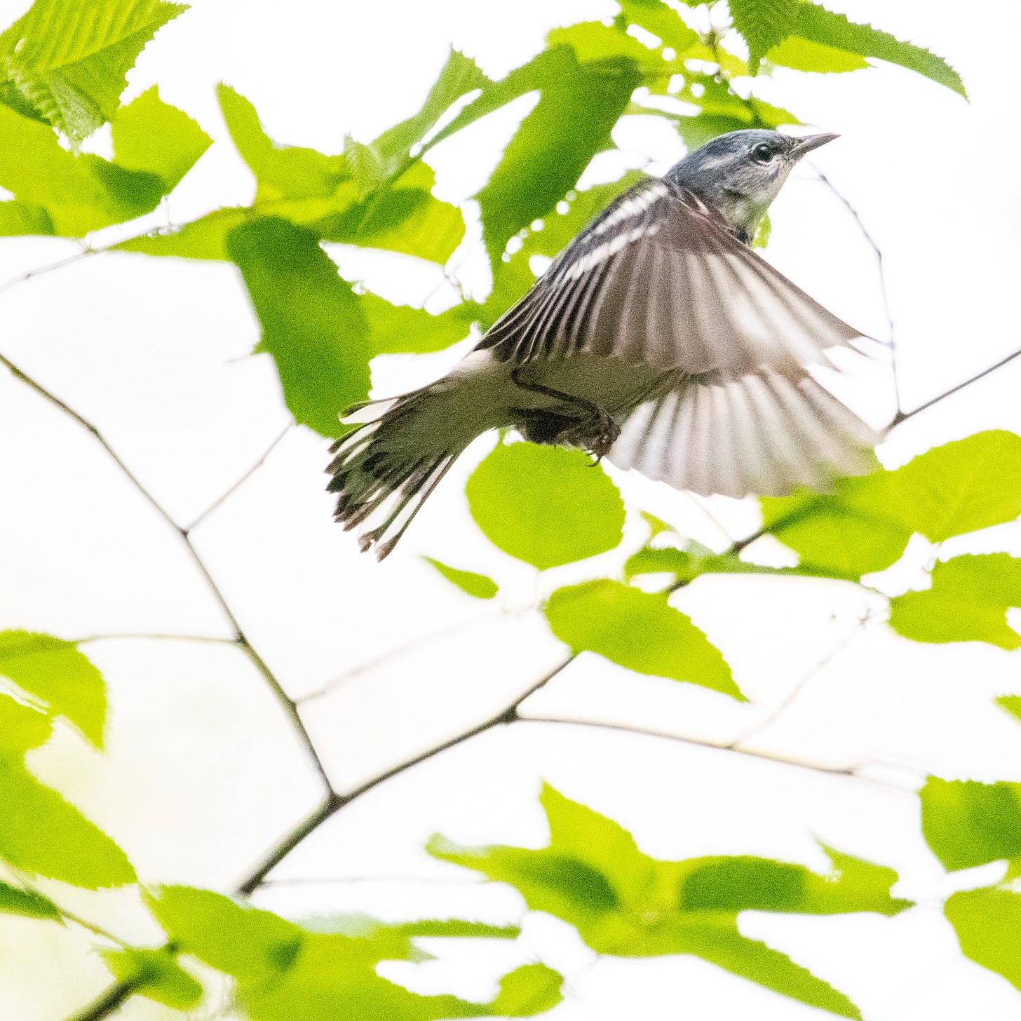 A cerulean warbler flying upward and to the right, fourth of 4 images in sequence