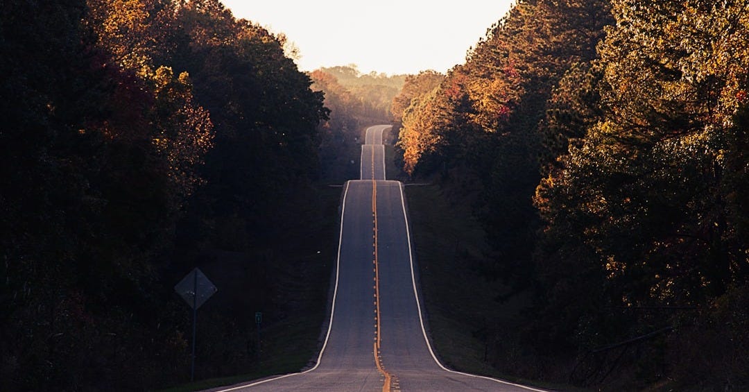 asphalt road between trees