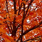 Ikigai Thought for Today: Color Inside the Lines