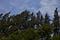 Laurie’s Substack Swaying trees...